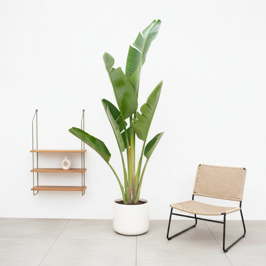 Strelitzia Augusta - Ø30 - 210cm - Paradiesvogelpflanze
