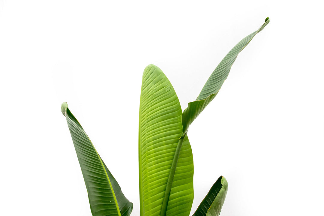 Strelitzia Augusta - Ø30 - 210cm - Paradiesvogelpflanze
