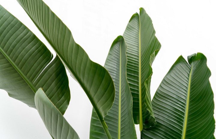 Strelitzia Augusta multi stam XXL - Ø32 - 225cm - Paradiesvogelblume