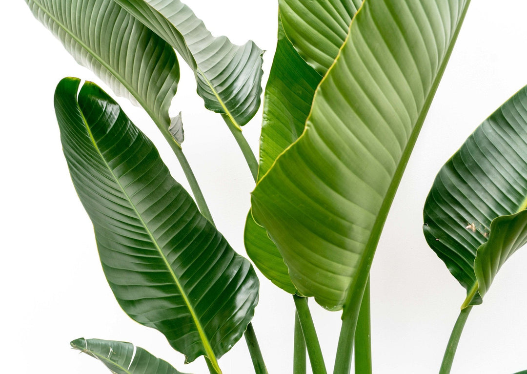 Strelitzia Augusta multi stam XXL - Ø32 - 225cm - Paradiesvogelblume