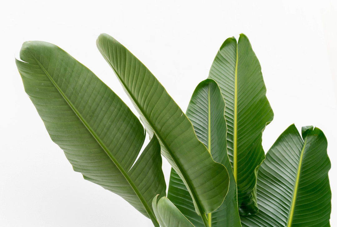 Strelitzia Augusta multi stam XXL - Ø32 - 225cm - Paradiesvogelblume