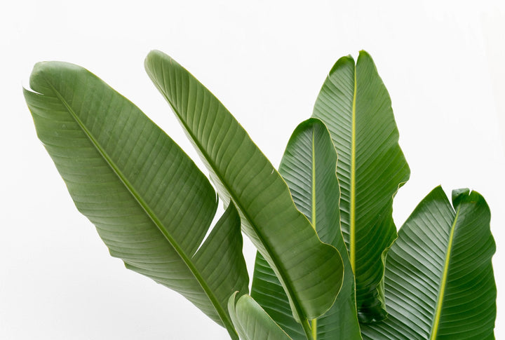 Strelitzia Augusta multi stam XXL - Ø32 - 225cm - Paradiesvogelblume