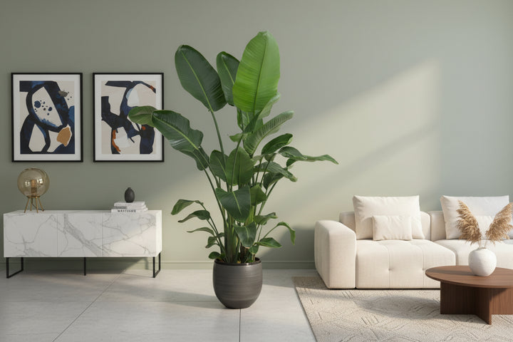 Strelitzia Nicolai XL - Ø27 - 225cm - Paradiesvogelblume