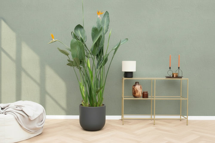 Strelitzia Reginae XL de luxe - Ø30 - 170 cm - Paradiesvogelblume
