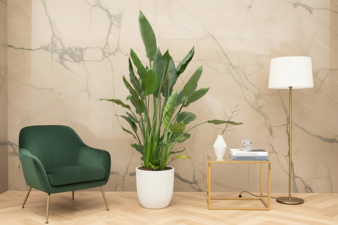Strelitzia Reginae XL de luxe - Ø30 - 170 cm - Paradiesvogelblume