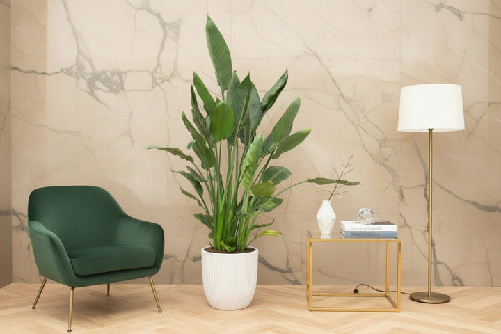Strelitzia Reginae XL de luxe - Ø30 - 170 cm - Paradiesvogelblume