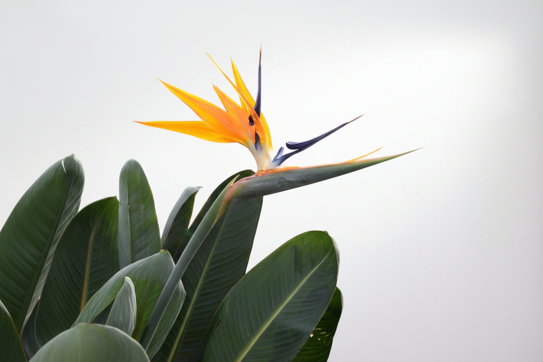 Strelitzia Reginae XL de luxe - Ø30 - 170 cm - Paradiesvogelblume
