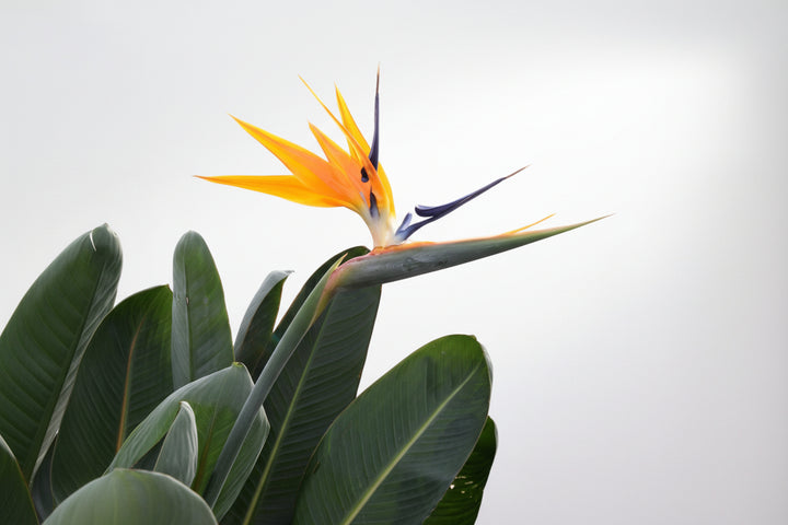 Strelitzia Reginae XL de luxe - Ø30 - 170 cm - Paradiesvogelblume