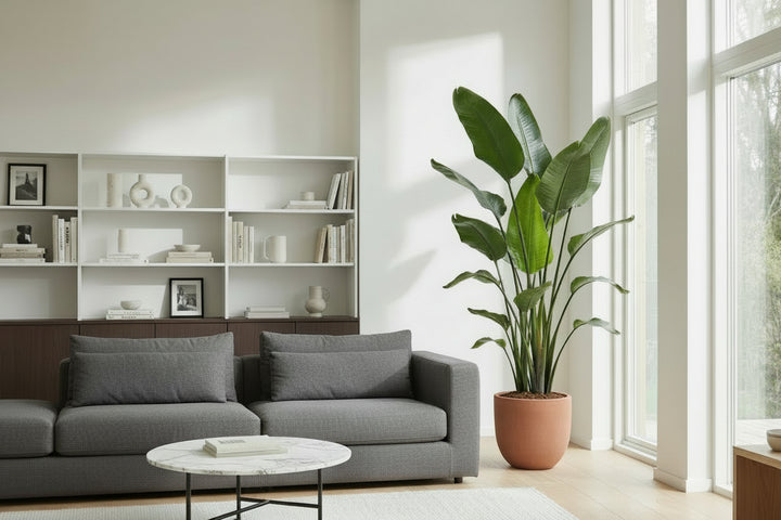 Strelitzia Nicolai XXL - Ø50 - 250cm - Paradiesvogelblume