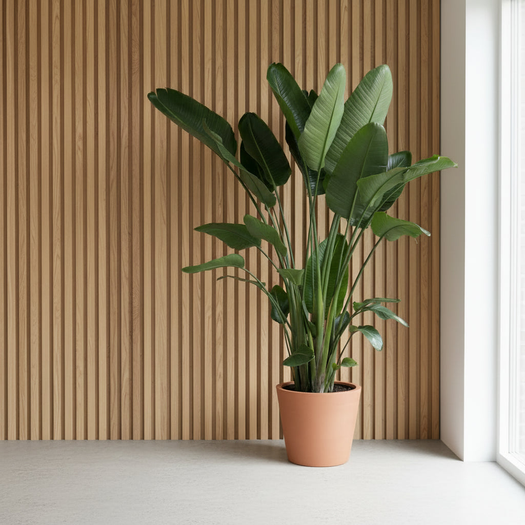 Strelitzia Nicolai XXL - Ø50 - 250cm - Paradiesvogelblume