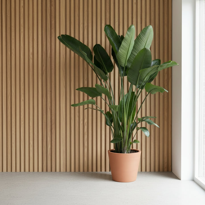 Strelitzia Nicolai XXL - Ø50 - 250cm - Paradiesvogelblume