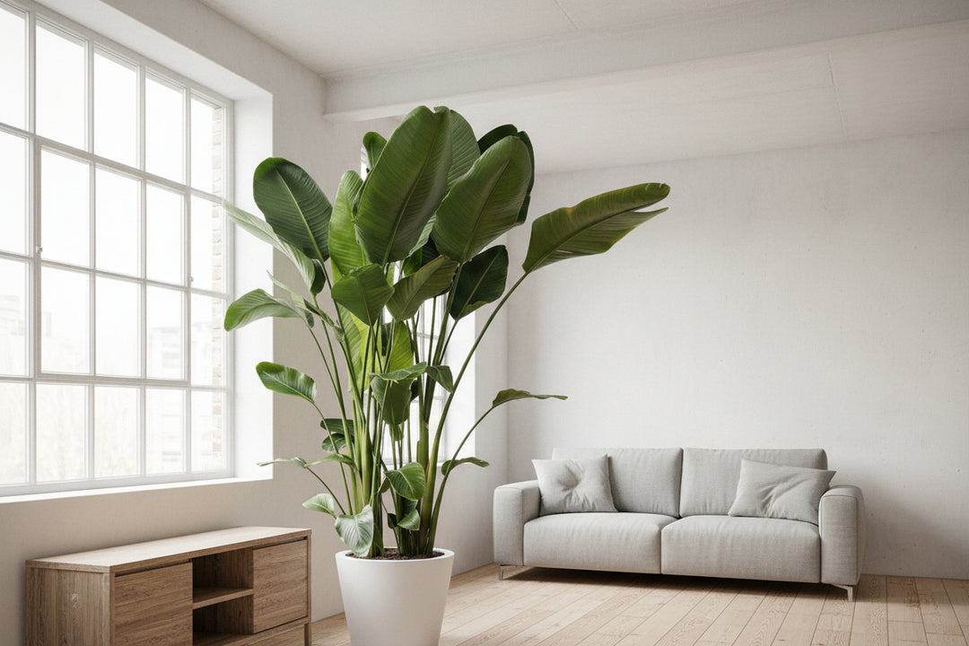 Strelitzia Nicolai XXL - Ø50 - 250cm - Paradiesvogelblume