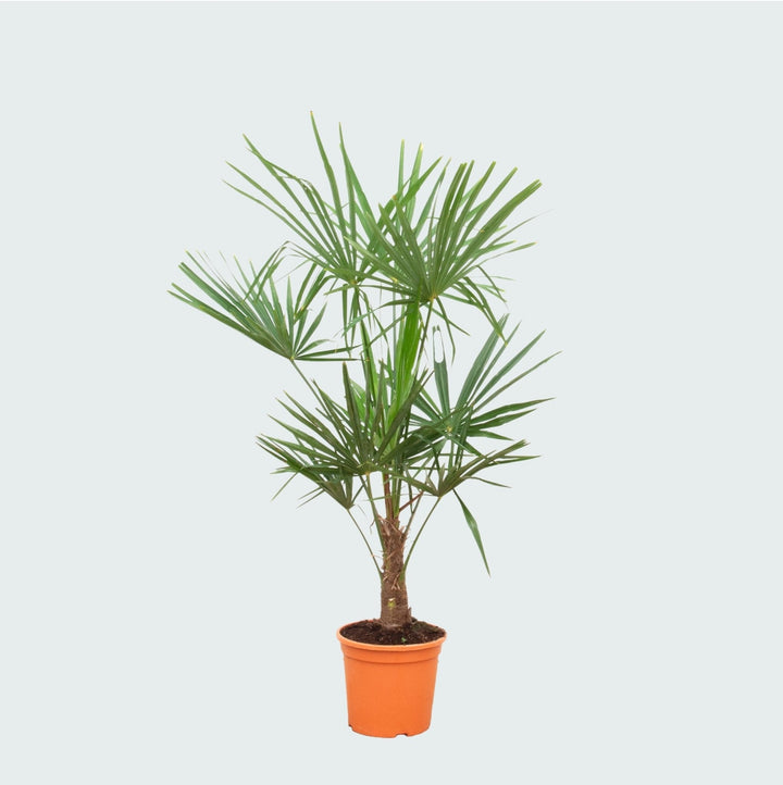 Trachycarpus Fortunei – 160cm – Zimmerpflanze kaufen