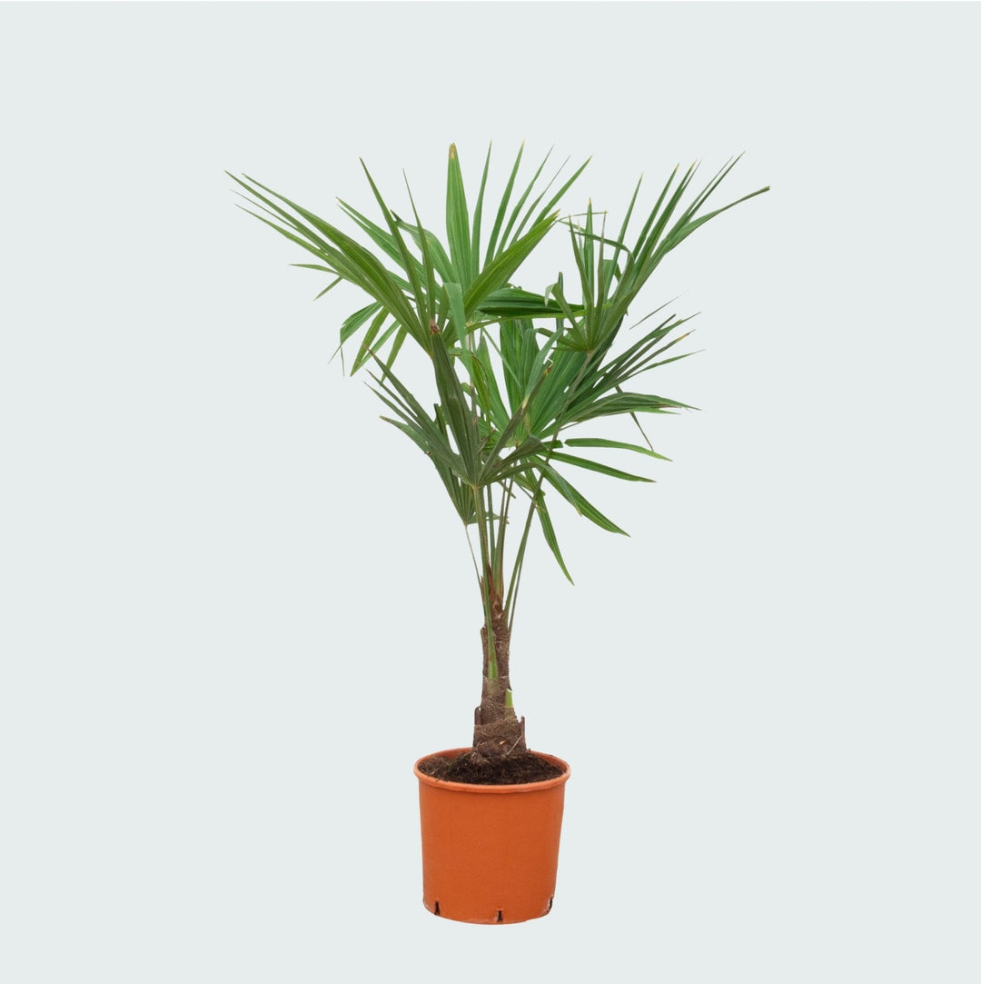 Trachycarpus Fortunei - 140 cm - Zimmerpflanze kaufen