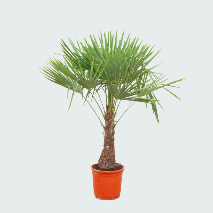 Trachycarpus Fortunei - 180cm - Zimmerpflanze Kaufen