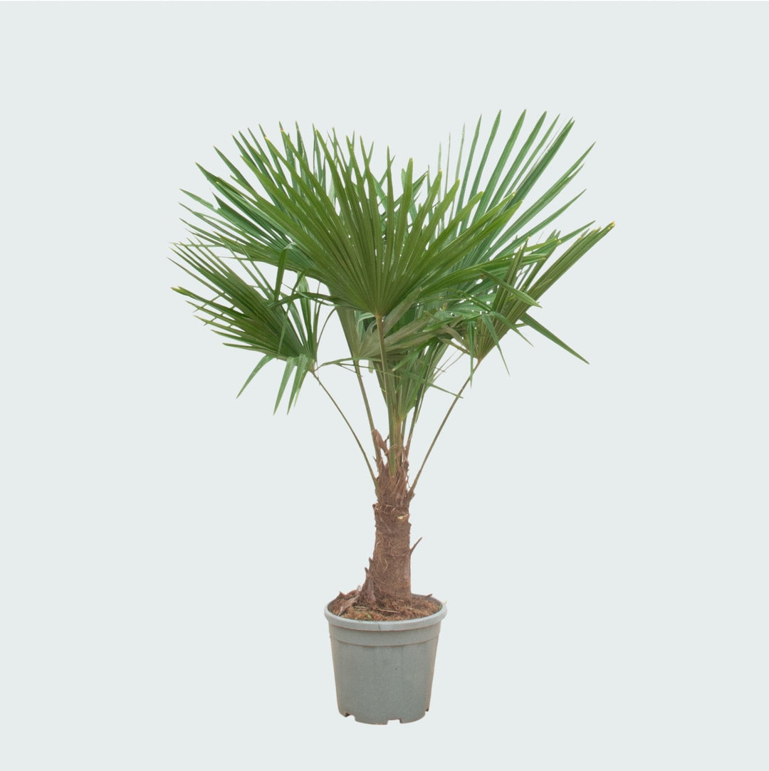 Trachycarpus Fortunei - 180cm - Zimmerpflanze Kaufen