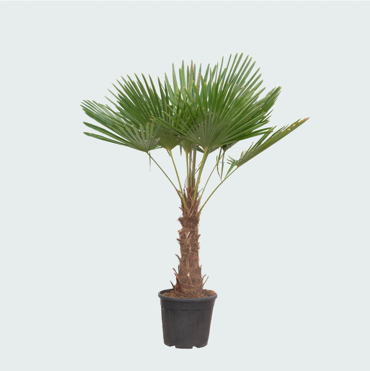 Trachycarpus Fortunei - 200 cm - Zimmerpflanze kaufen