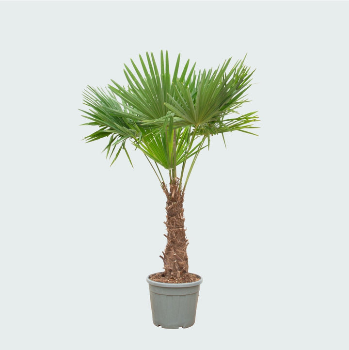 Trachycarpus Fortunei - 240cm - Zimmerpflanze Kaufen