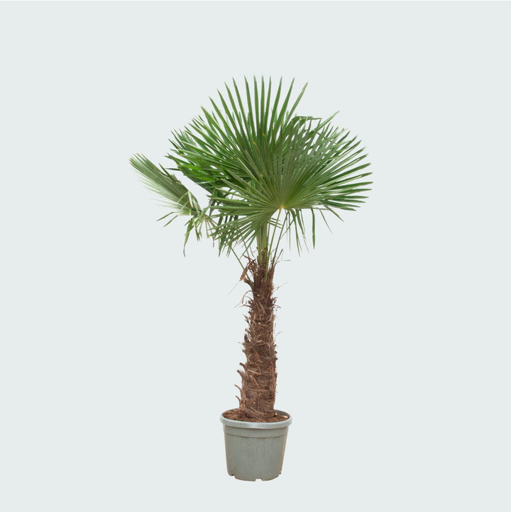 Trachycarpus Fortunei - 270cm - Zimmerpflanze Kaufen