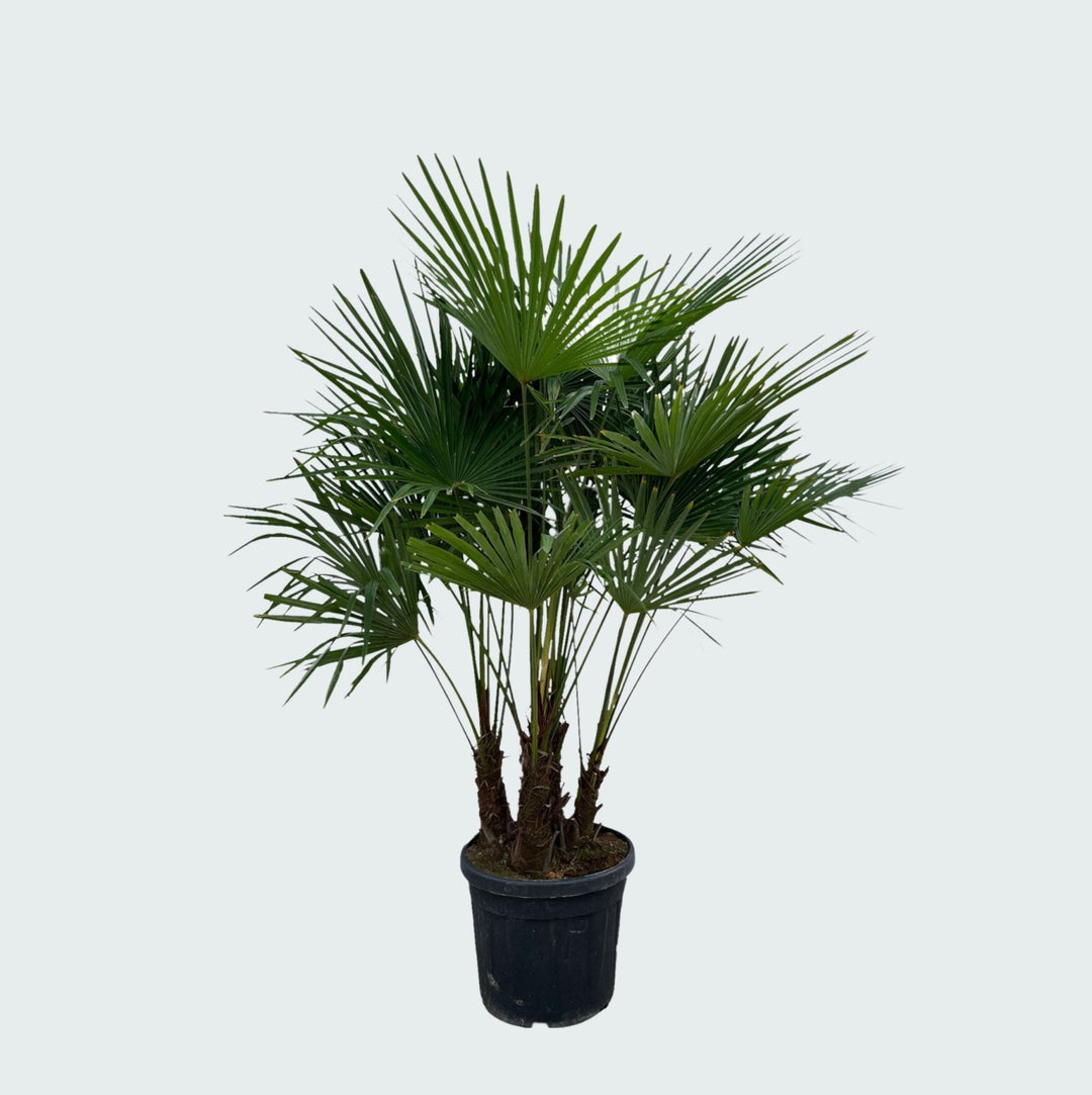 Trachycarpus Multistamm - 220cm - Zimmerpflanze Kaufen