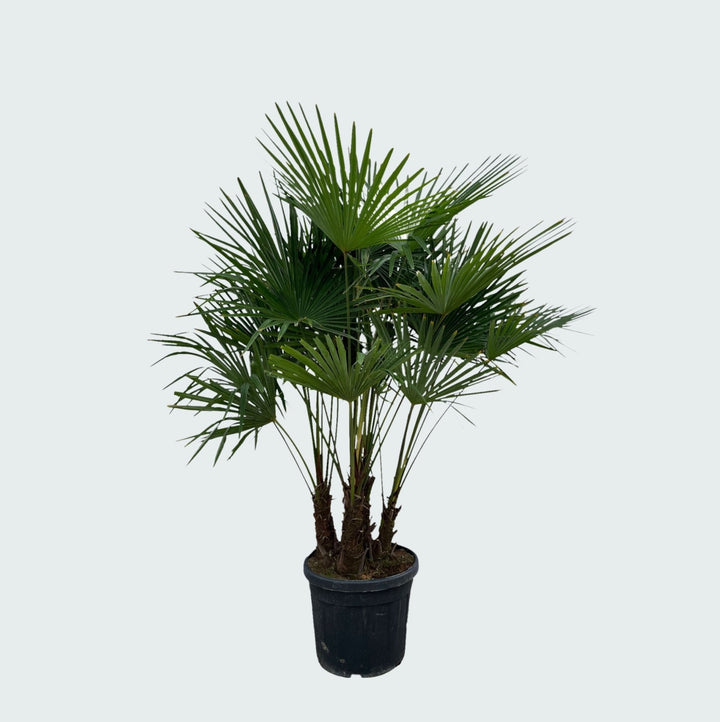 Trachycarpus Multistamm - 220cm - Zimmerpflanze Kaufen