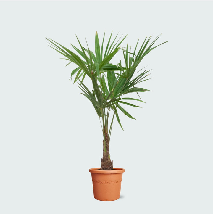 Trachycarpus Fortunei - 140 cm - Zimmerpflanze kaufen