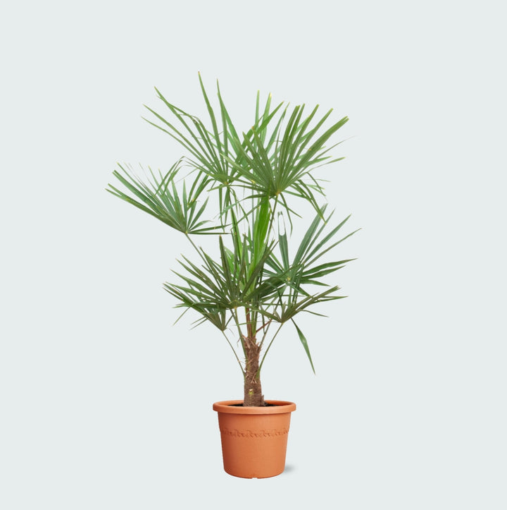 Trachycarpus Fortunei – 160cm – Zimmerpflanze kaufen