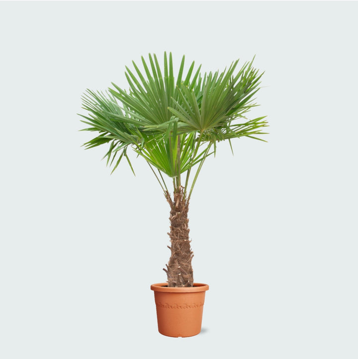 Trachycarpus Fortunei - 240cm - Zimmerpflanze Kaufen