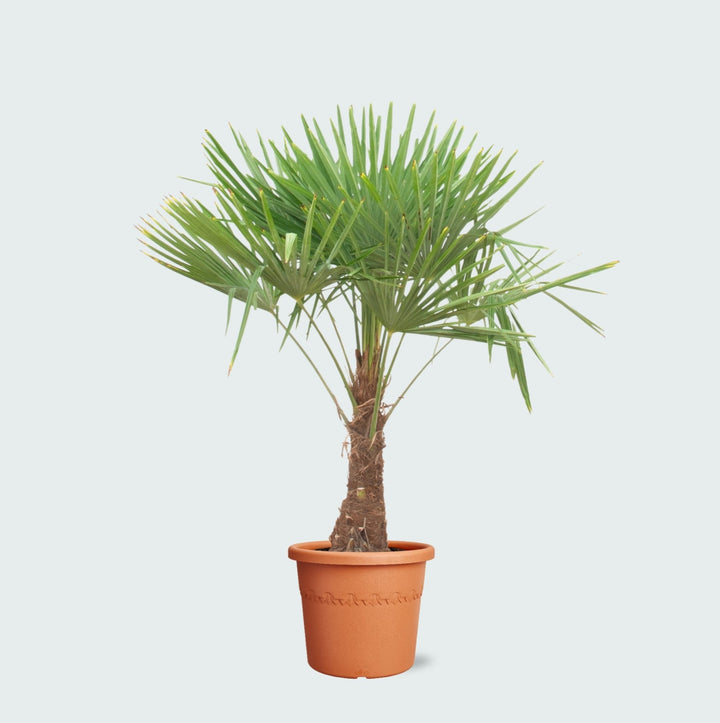 Trachycarpus Fortunei - 180cm - Zimmerpflanze Kaufen