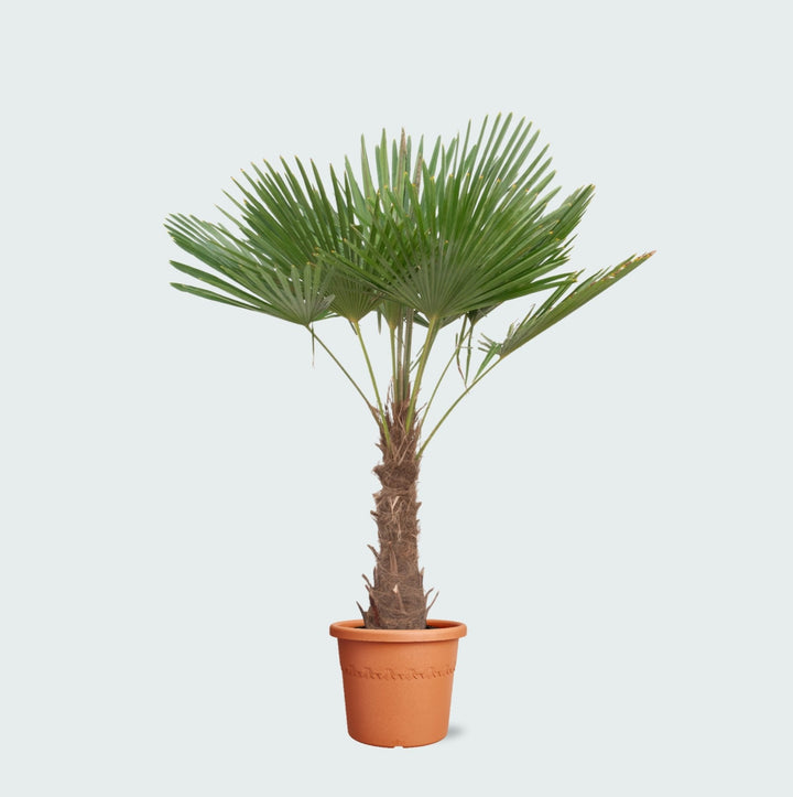 Trachycarpus Fortunei - 200 cm - Zimmerpflanze kaufen