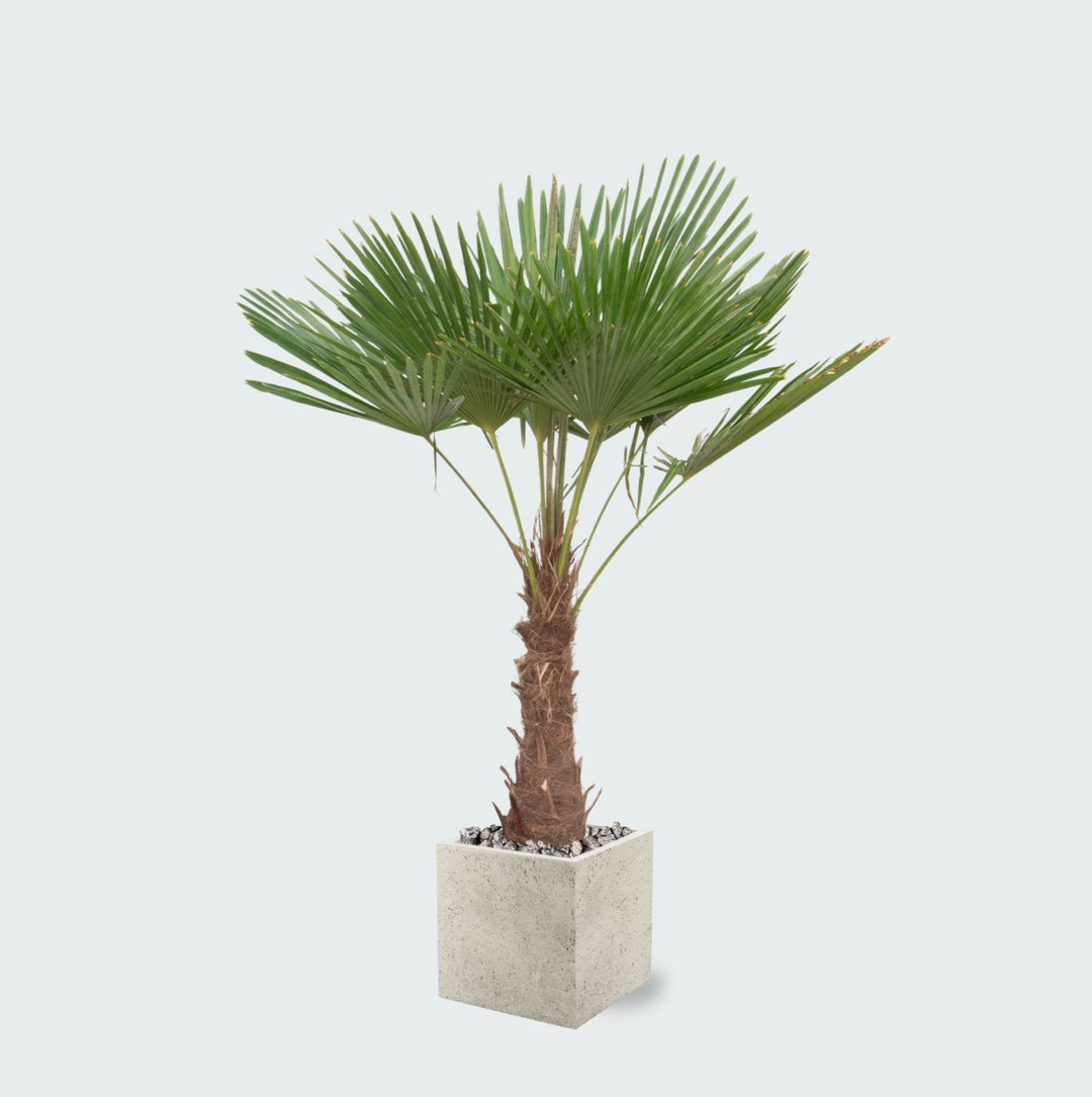 Kombi-Angebot - Trachycarpus Fortunei inklusive Topf Grigio Cube - 200cm