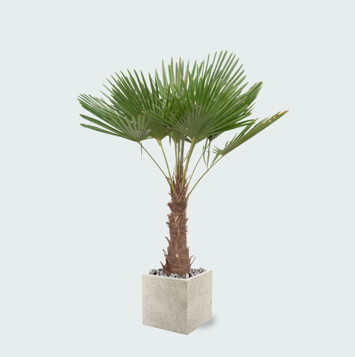 Kombi-Angebot - Trachycarpus Fortunei inklusive Topf Grigio Cube - 200cm