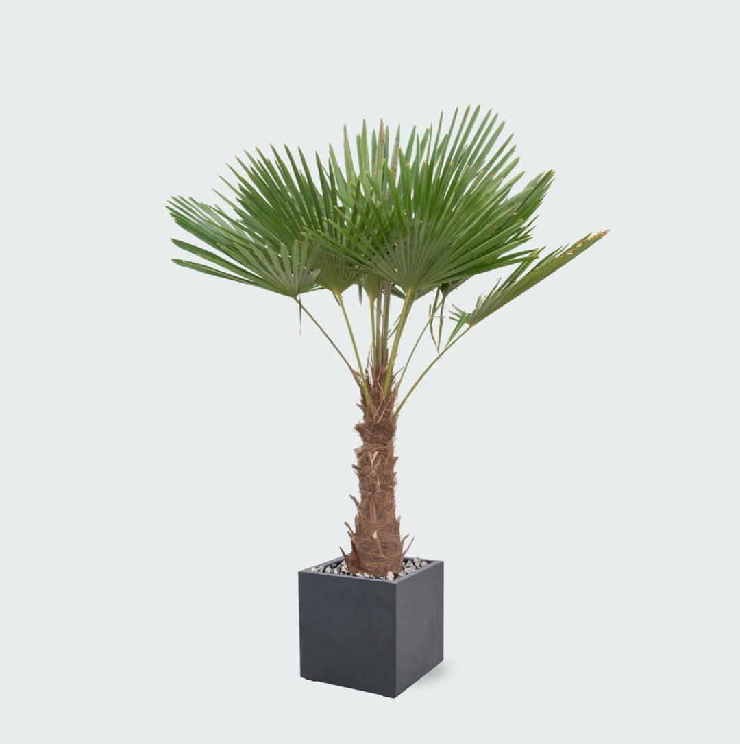 Kombi-Angebot - Trachycarpus Fortunei inklusive Topf Grigio Cube - 200cm