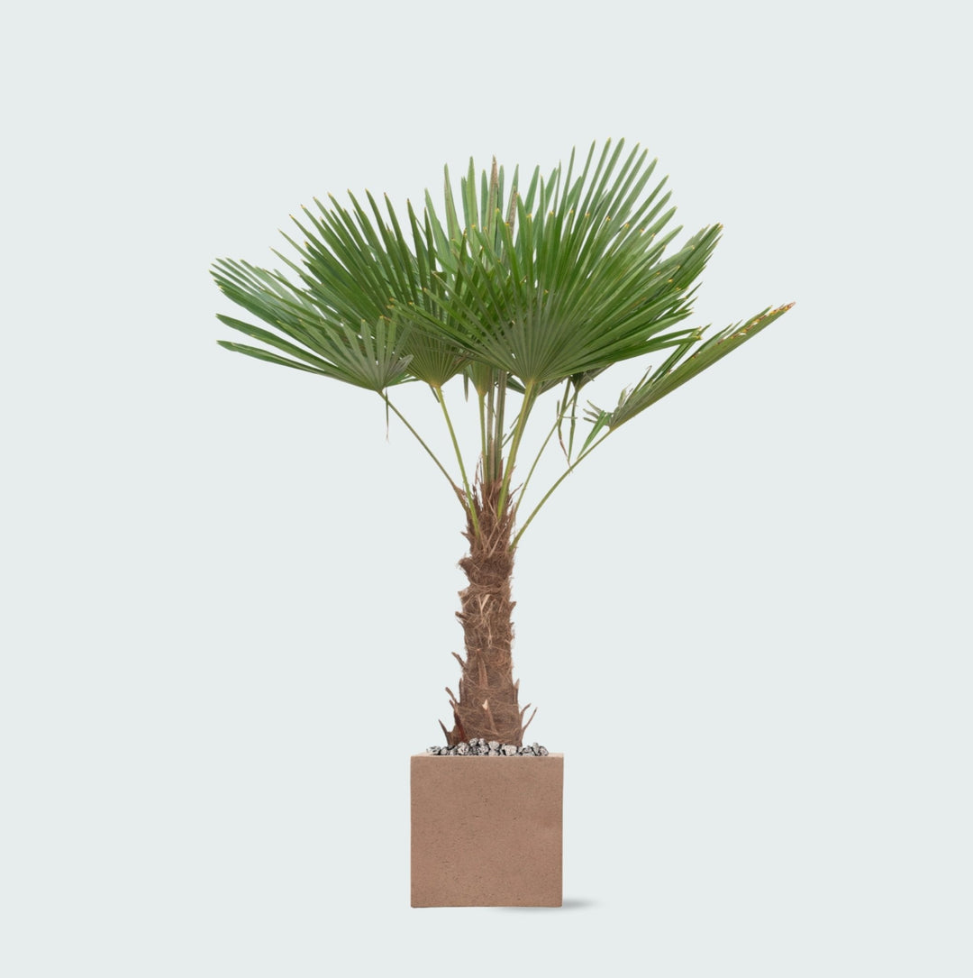 Kombi-Angebot - Trachycarpus Fortunei inklusive Topf Grigio Cube - 200cm