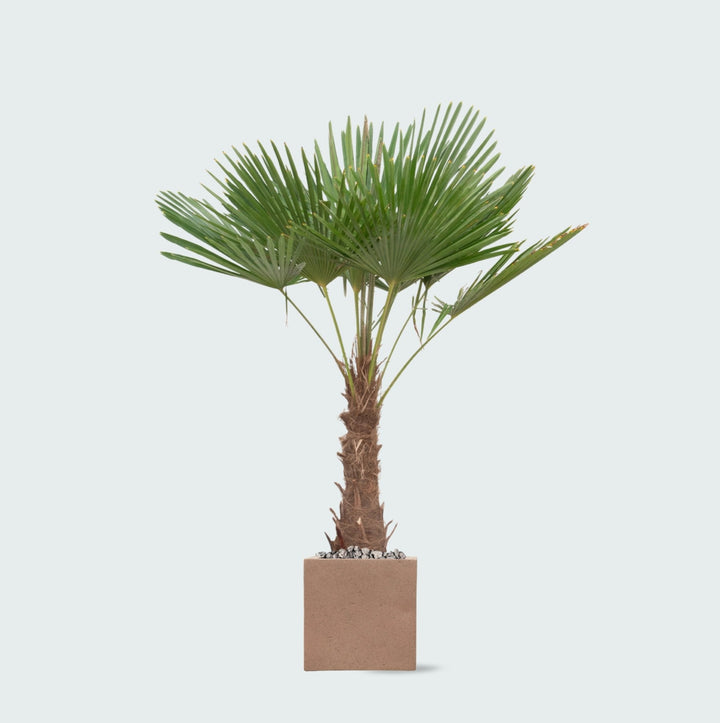 Kombi-Angebot - Trachycarpus Fortunei inklusive Topf Grigio Cube - 200cm