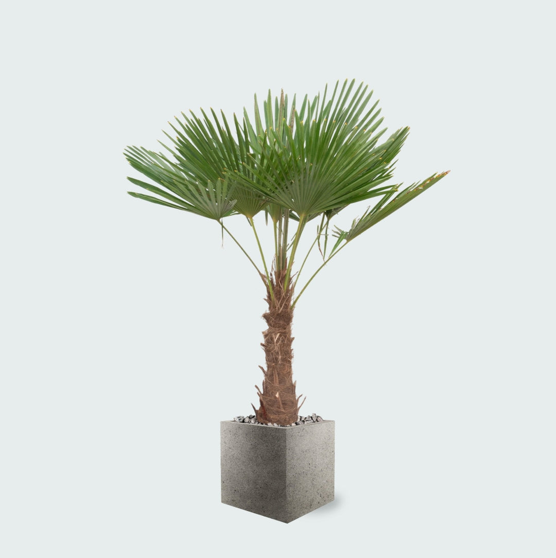 Kombi-Angebot - Trachycarpus Fortunei inklusive Topf Grigio Cube - 200cm