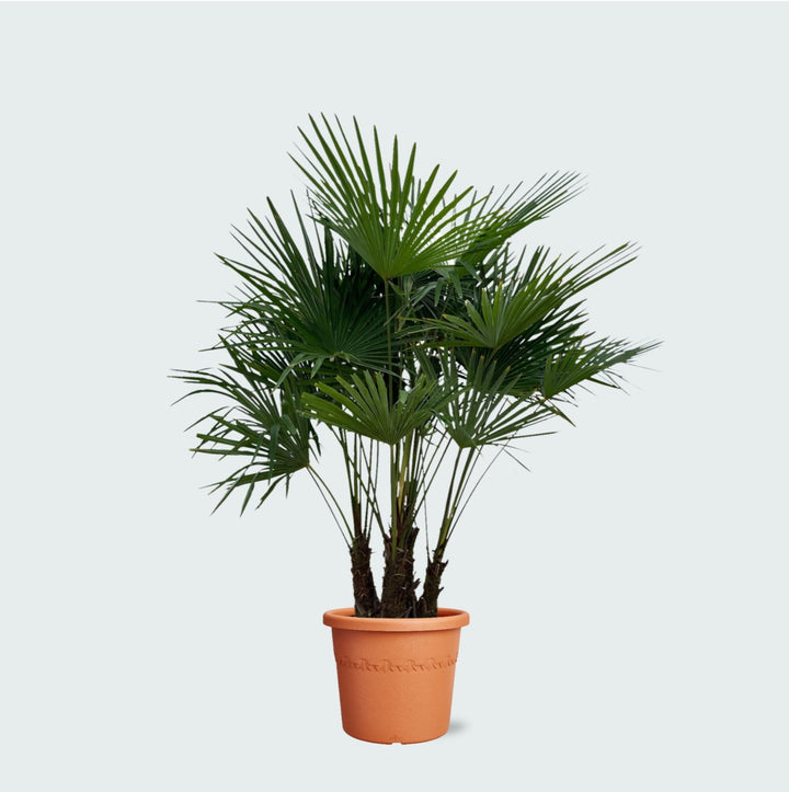Trachycarpus Multistamm - 220cm - Zimmerpflanze Kaufen