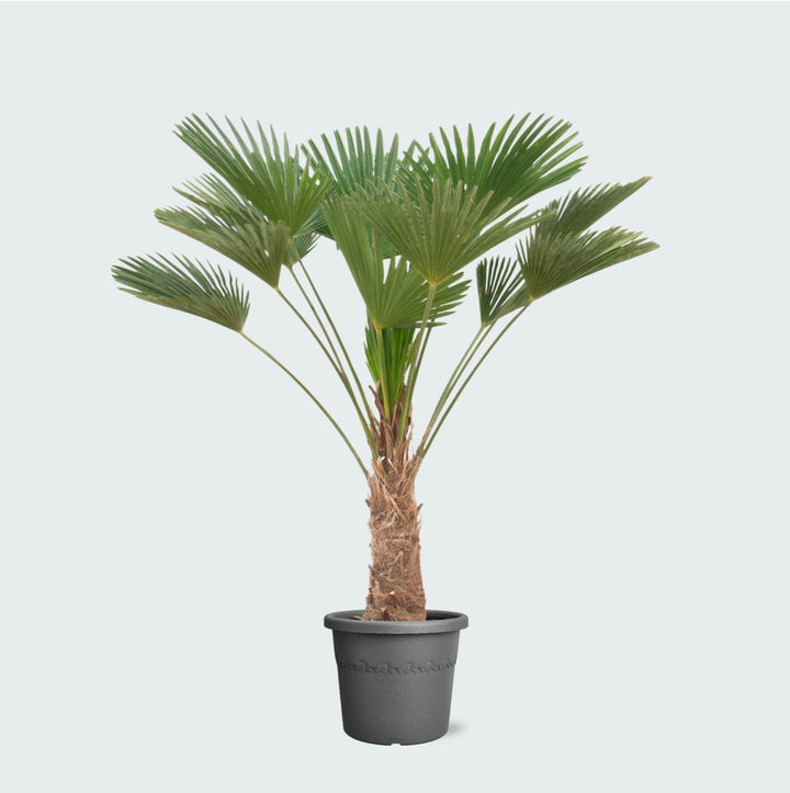 Trachycarpus wagnerianus - 130 cm - Zimmerpflanze kaufen