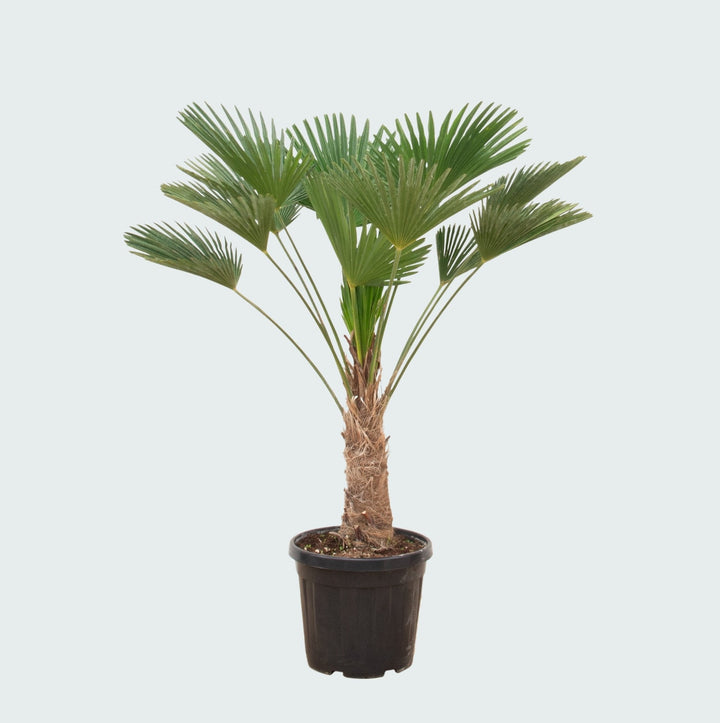 Trachycarpus wagnerianus - 130 cm - Zimmerpflanze kaufen