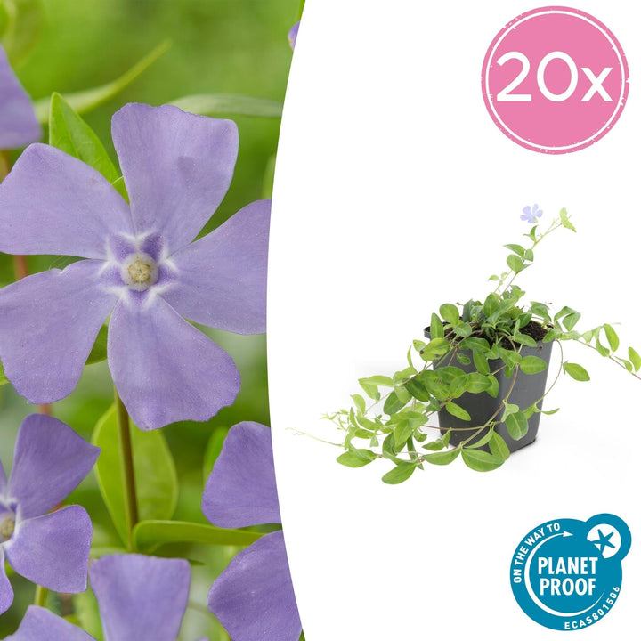 Vinca minor – 20cm – Kleines Immergrün – Zimmerpflanze kaufen