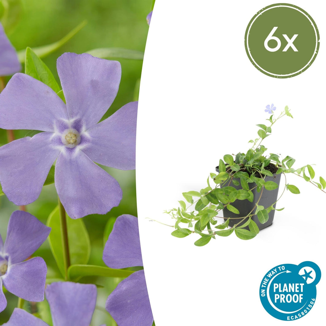 Vinca minor – 20cm – Kleines Immergrün – Zimmerpflanze kaufen