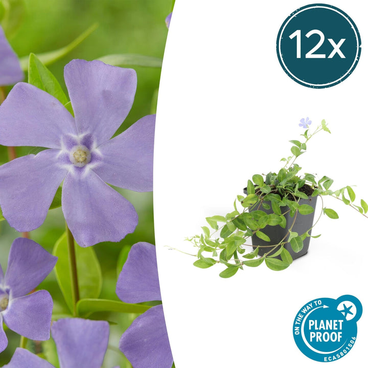 Vinca minor – 20cm – Kleines Immergrün – Zimmerpflanze kaufen