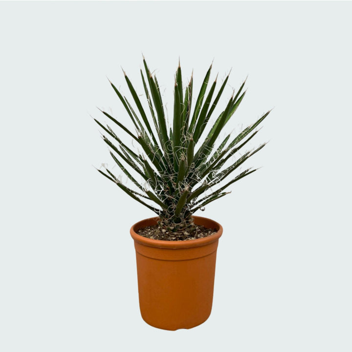 Yucca Filifera - 80cm - Palmlilie Zimmerpflanze