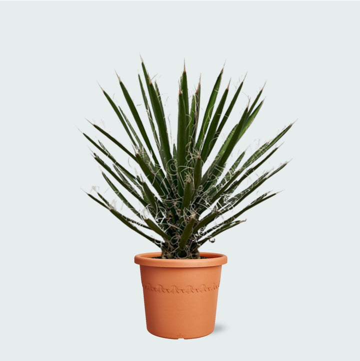 Yucca Filifera - 80cm - Palmlilie Zimmerpflanze