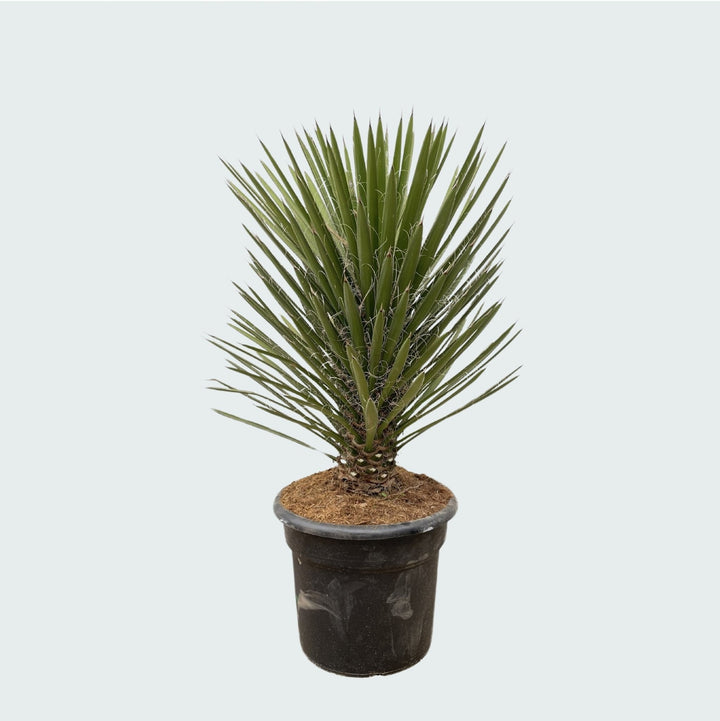 Yucca Filifera Australis - 160cm - Palmlilie Zimmerpflanze