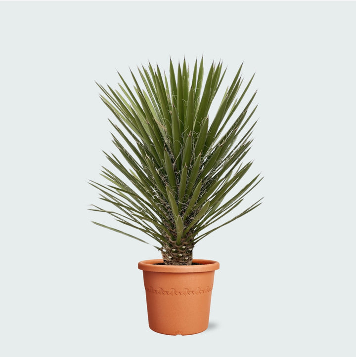 Yucca Filifera Australis - 160cm - Palmlilie Zimmerpflanze