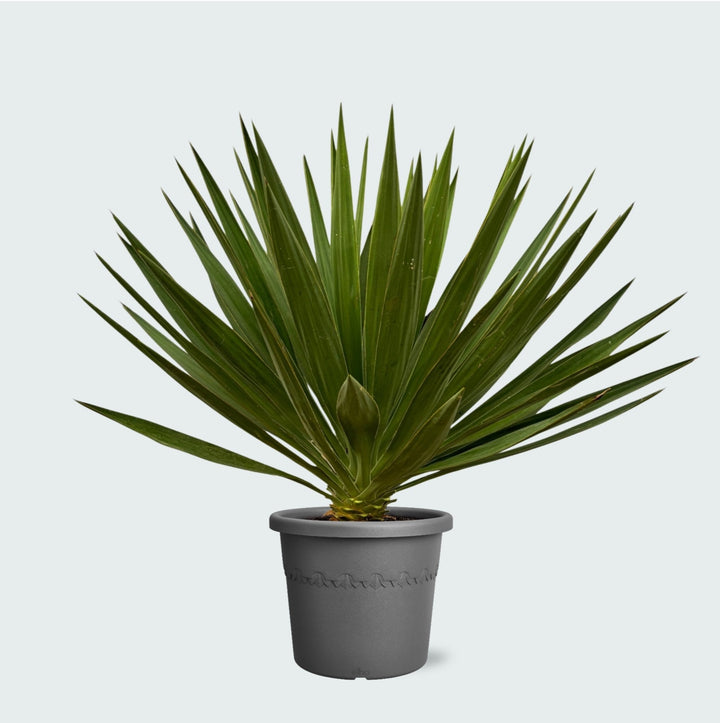 Yucca Gloriosa – 80 cm – Palmlilie Zimmerpflanze