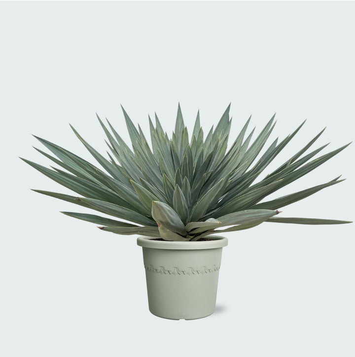 Yucca Gloriosa 'Lone Star' - 140 cm - Palmlilie Zimmerpflanze