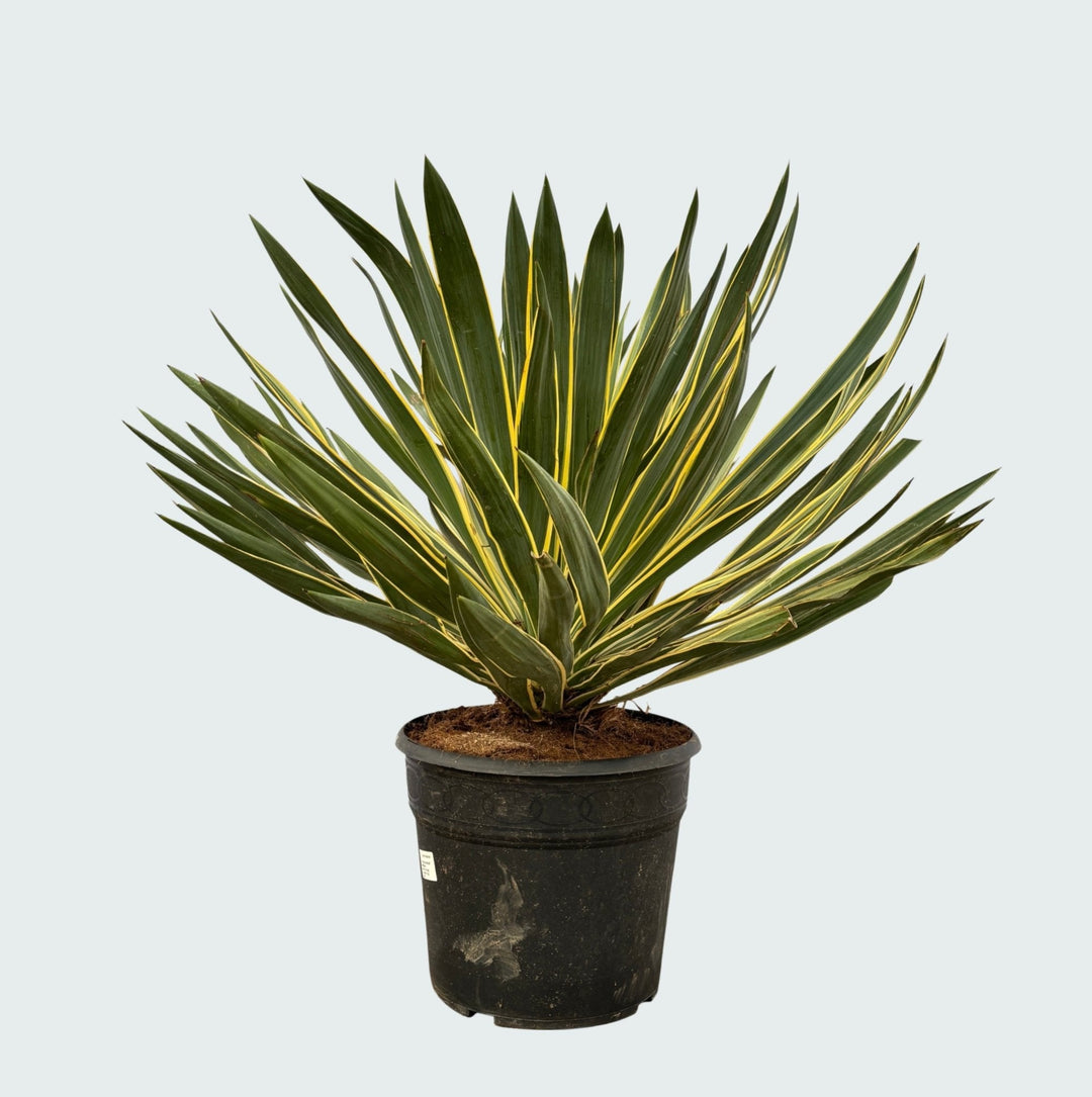 Yucca Gloriosa Variegata - 80 cm - Palmlilie Zimmerpflanze