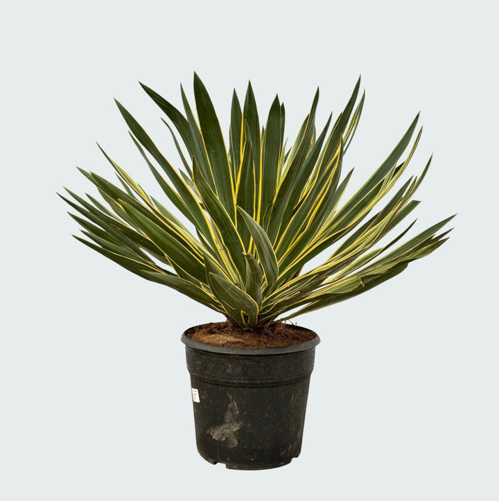 Yucca Gloriosa Variegata - 80 cm - Palmlilie Zimmerpflanze